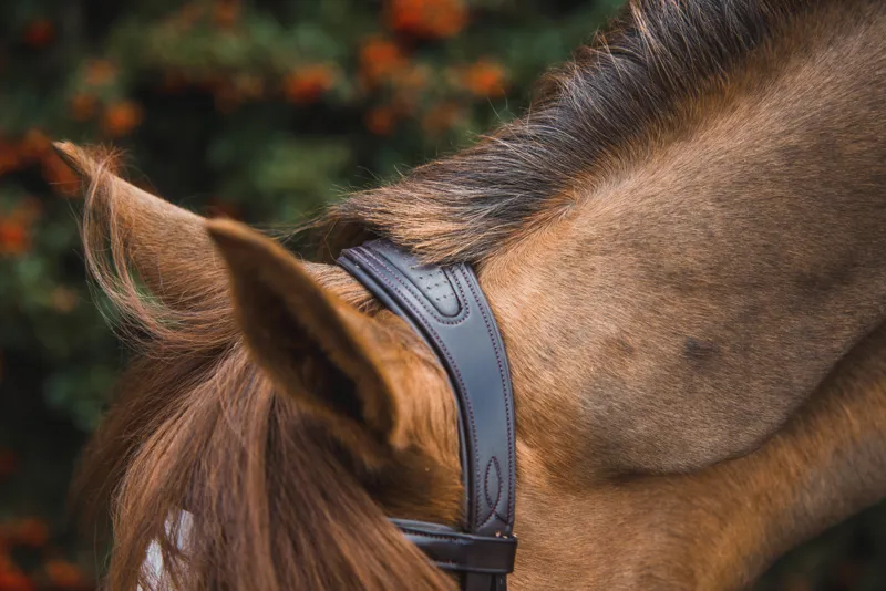 Mackey Legends Athena Bridle in Brown -2